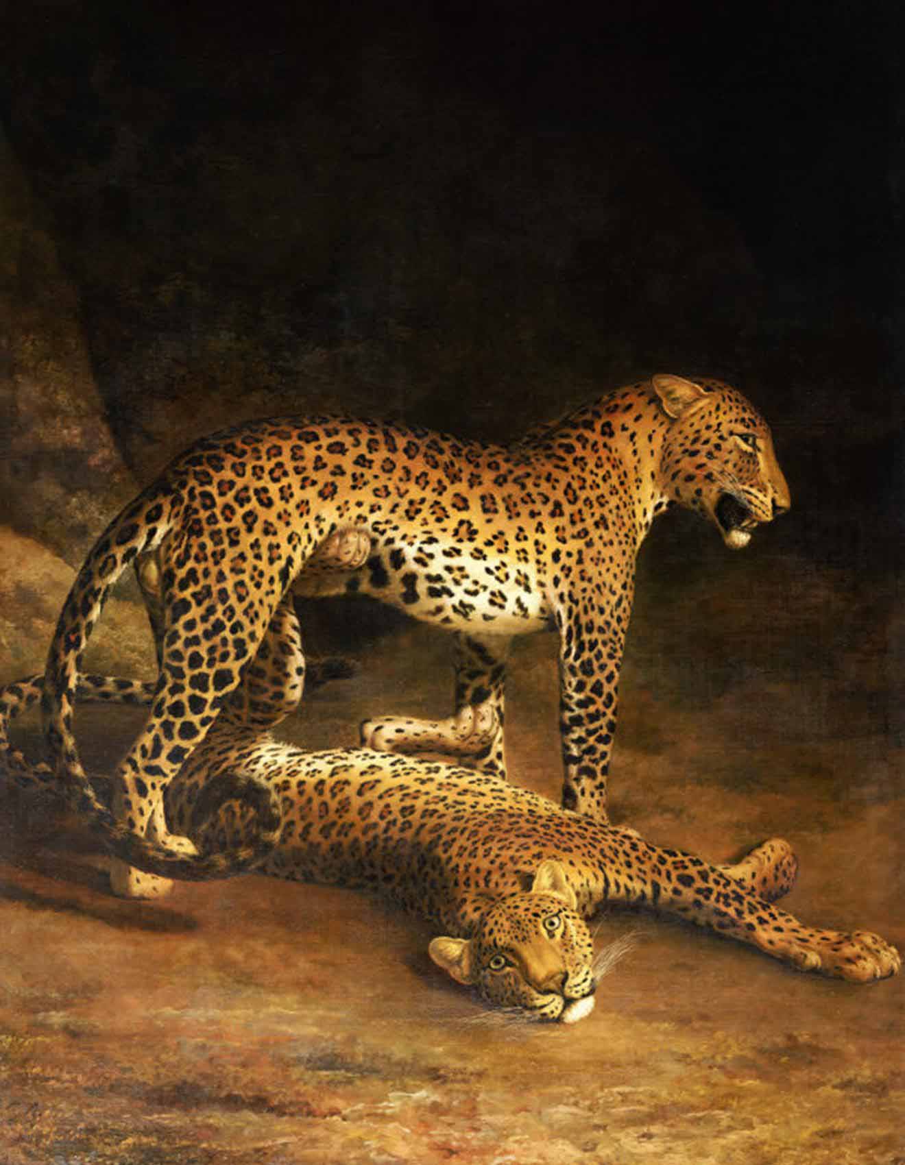 Two Leopards Lying in the Exeter